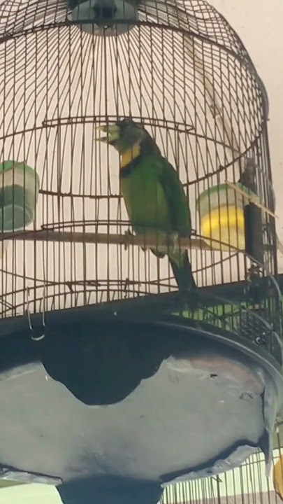 THE SOUND OF THE FIRE-TREATED BIRD IS SHRINKING AND LOUD