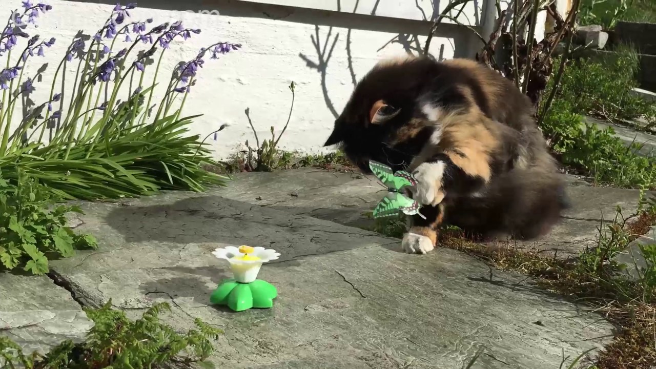 Flying Butterfly Cat Toy - Cat Store One