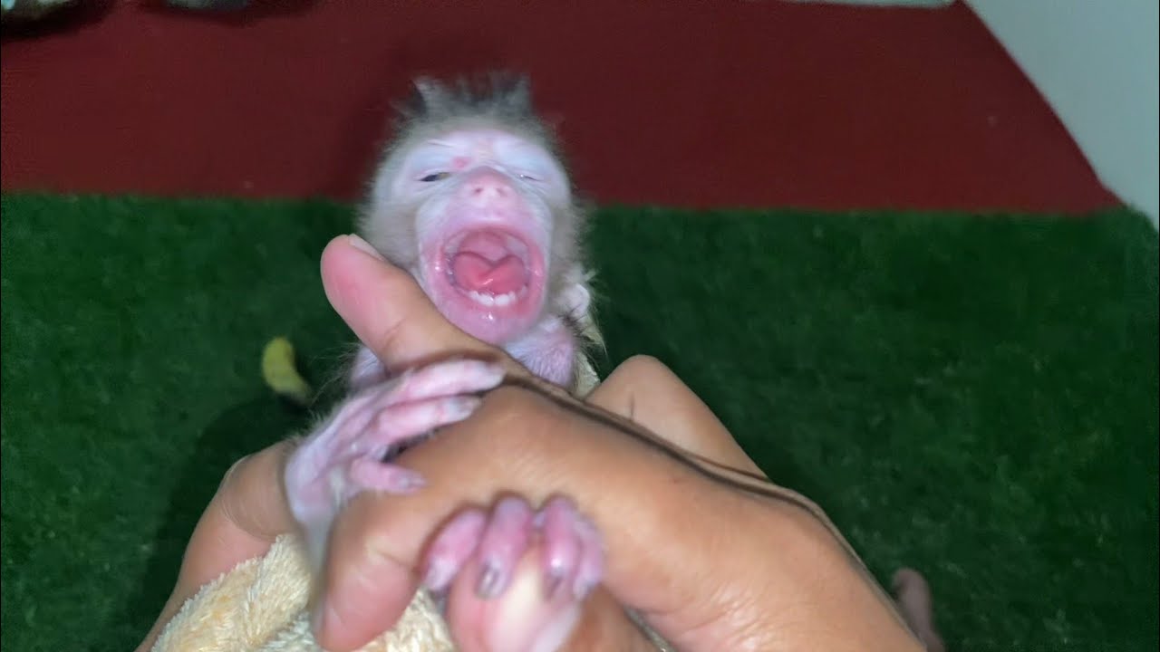 SMALL BABY MONKEY ANGRY AND SNEEEING
