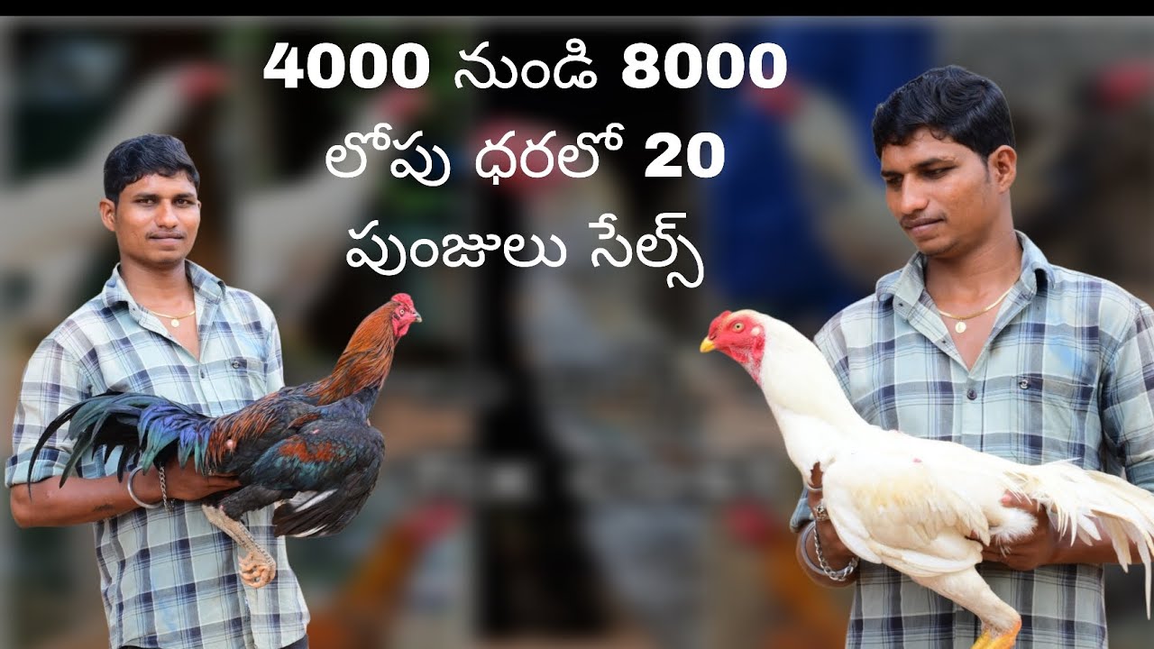 9666738558 . కోడి పుంజులు సేల్స్ 28/2/2026 ట్రాన్స్పోర్ట్ సదుపాయము ఉంది 