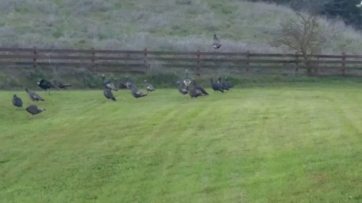 Wild Turkeys at Don's Rodden Rd. Ranchito..Dec. 30...