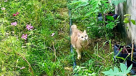 Watch the video about Baby cat having fun picking flowers and catching butterflies // Golden Tabby British Shorthair cat.