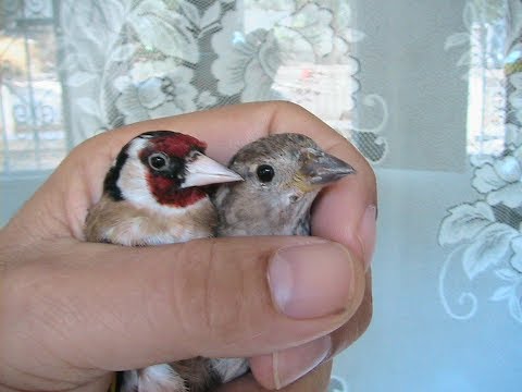 17 Couple Male Chardonneret Femelle Moineau Le Cesar Des Chardonnerets Youtube 17 Couple Male Chardonneret Femelle Moineau Le Cesar Des Chardonnerets Youtube