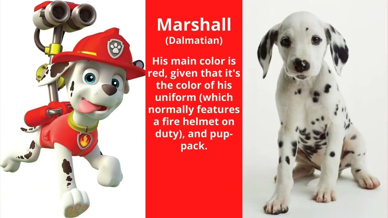 Paw Patrol Pups Real Life Breeds | Choy's Toys TV