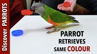 Parrot Retrieves Same Colour | Discover PARROTS