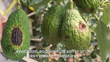 Cropshader Orchard: Smarter Shading for Stronger Crops