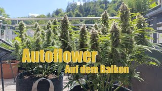 Die Buds werden fetter | Grow Update Autoflower | Tag 57