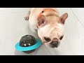 【P&H寵物家】狗狗不倒翁漏食餵食器 飛盤玩具(磨牙玩具 漏食玩具 寵物玩具 狗狗玩具 ) product youtube thumbnail