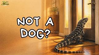 Why Tegus Act More Like Dogs Than Reptiles