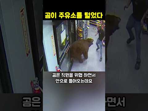 곰이 주유소에서 도둑질을 하는데...