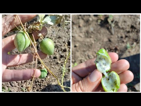 نوع ناذر من فاكهة العاطفة سبحان الله