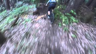Through the forest