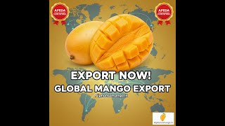 APEDA Certified Mango Exports: Alphonso, Kesar, Banganapalli, Totapuri