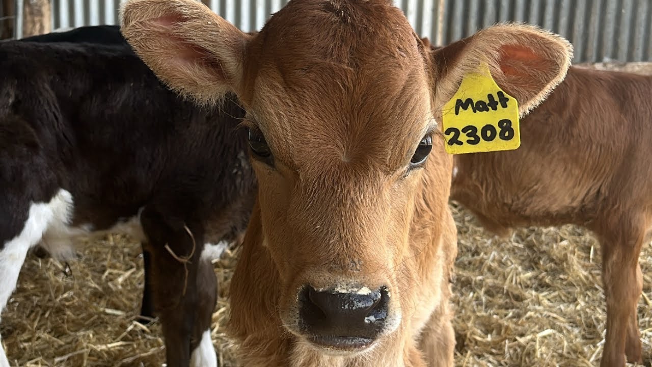 A DAY OF ATTEMPTING TO FEED CALVES YouTube a-day-of-attempting-to-feed-calves-youtube