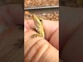 There were so many anoles over here! #lizards #nature #wildlife #fyp #outdoors