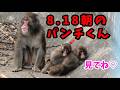 【最新】2026年8月18日の朝のパンチくん!いつもの仲間と一緒♡【パンチくん🐵】Punch the monkey