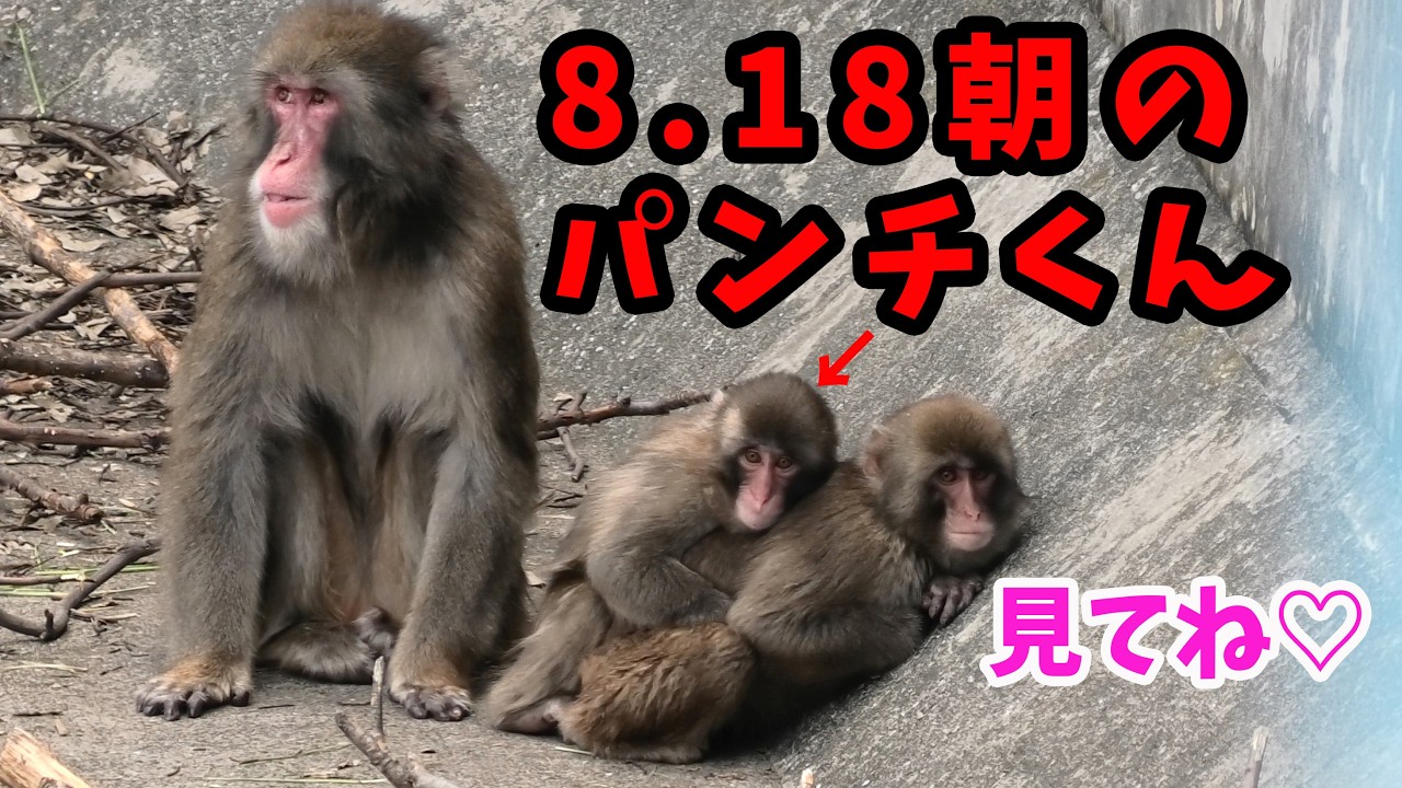 【最新】2026年8月18日の朝のパンチくん!いつもの仲間と一緒♡【パンチくん🐵】Punch the monkey