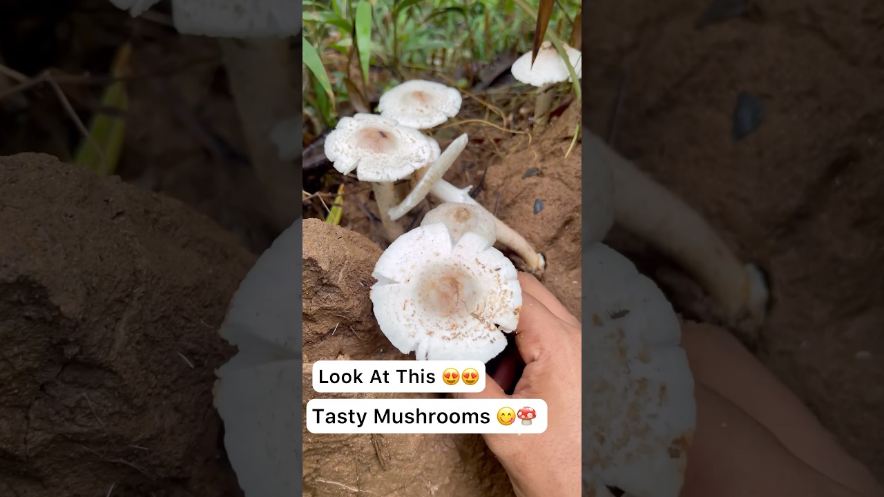 Jungle mushrooms 😋🍄