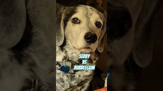 Sebby #dog #bubblegum #vet #funny #ai #comedyshorts