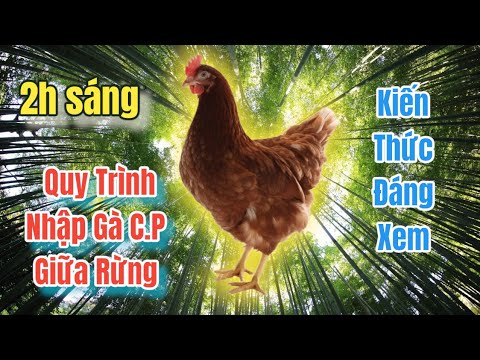 Video Quy Trình Nhập Gà CP Siêu Trứng Về Trại Giữa Đêm Khuya... - youtube