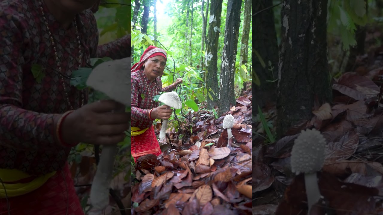 Be Careful!! Don't eat this type of Wild Mushroom #shorts