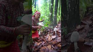 Be Careful Dont Eat This Type Of Wild Mushroom