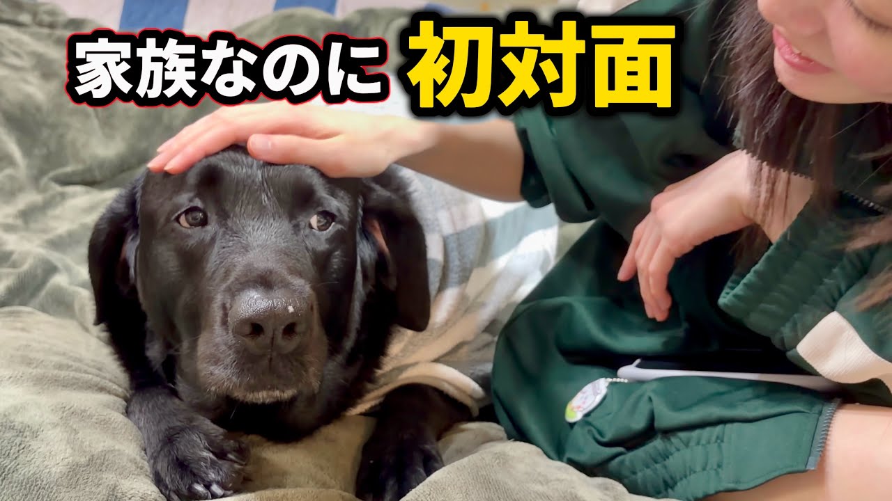 9年ぶりに帰ってきた妹と初対面。黒ラブがなぜか急におとなしくなりました