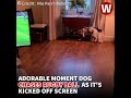 Dog joins in with rugby match on TV and chases ball off the screen