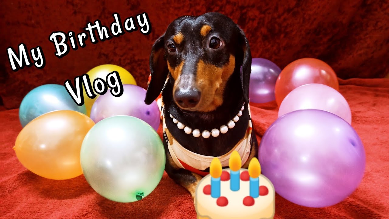 My Pet Birthday Vlog In Tamil YouTube