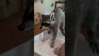 Raccoon Helping Owner While Making Homemade Laundry Soap