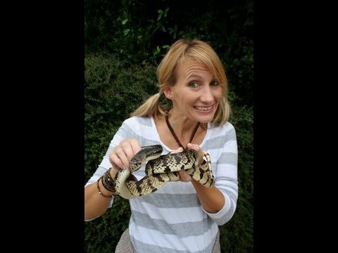 Snake Bytes TV - Reptile Show Texas Style! SnakeBytesTV - YouTube