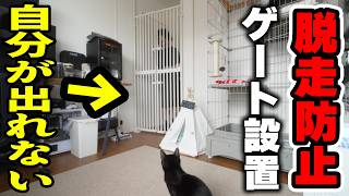 保護猫ちゃんのために脱走防止ゲートを設置したら、自分が出れなくなり
