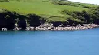 Funghi The Dolphin