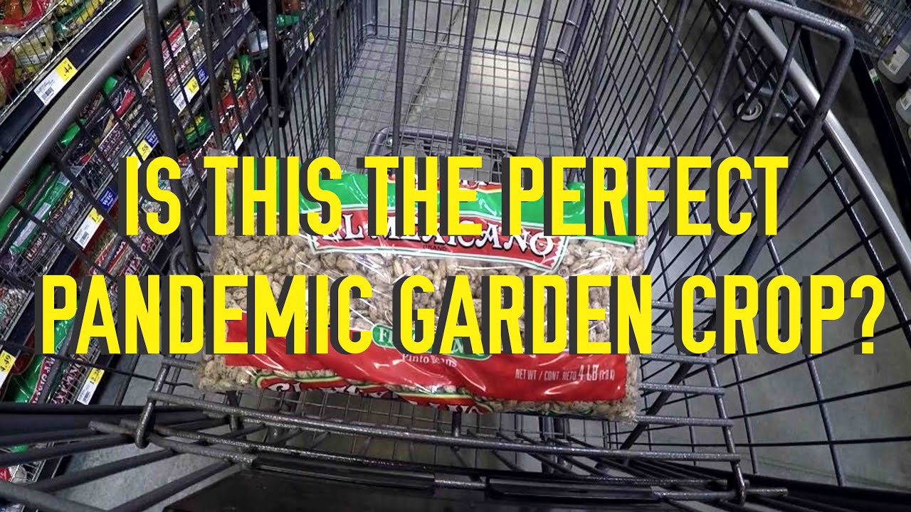 BIG BOX STORE SURVIVAL BEANS | The Perfect Pandemic Garden Crop?