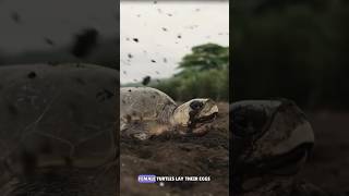 why turtle hate black colors 🤔 #shorts #short#music #facts #getsflyfact #wildlife