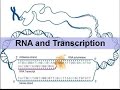 DNA and RNA Structure and Function