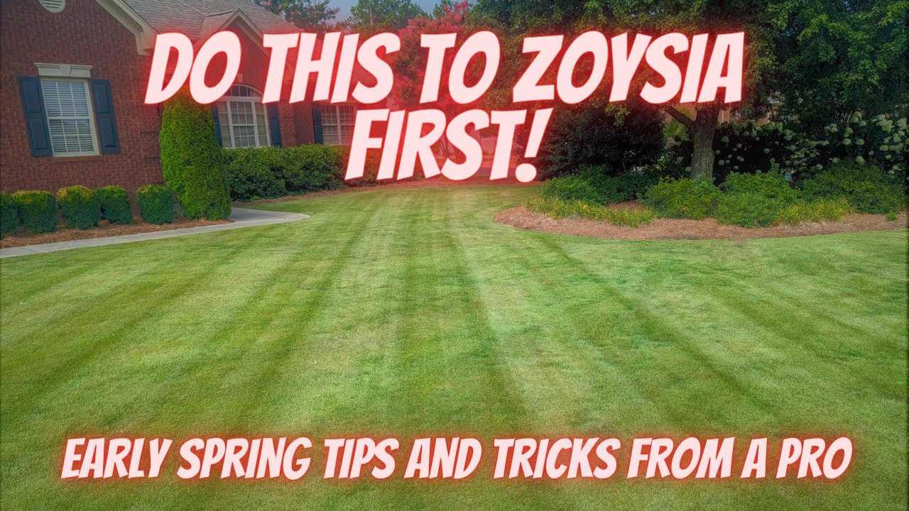 The Most Important Thing for Success with Zoysia When and How to put