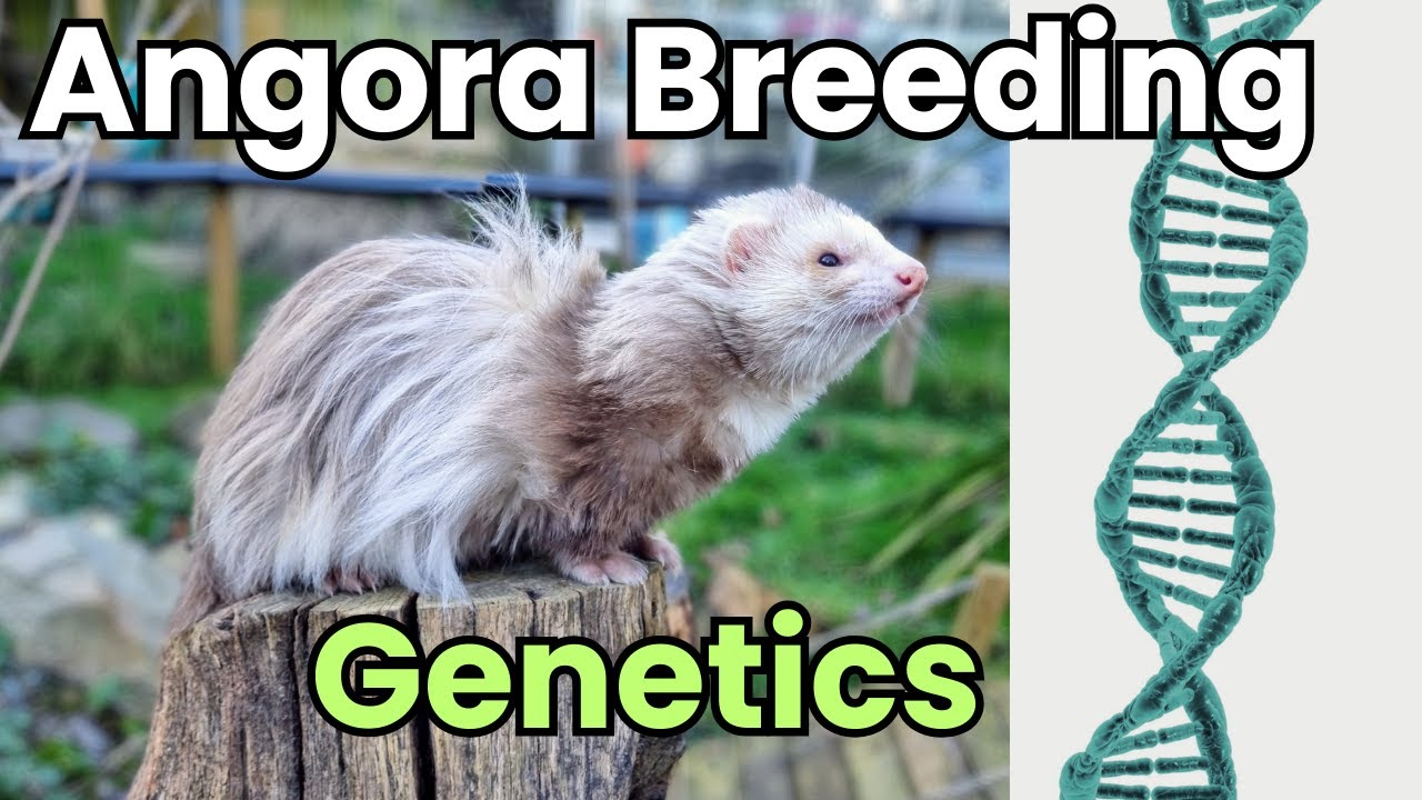 Angora Genetics: Why only some kits become fluffy angoras!