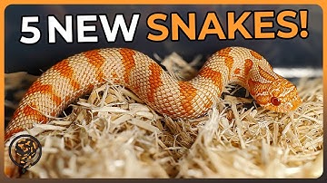 Our new collection of Ball Pythons, Hognose, and more!  (Tinley NARBC October 2023 Reptile Expo)