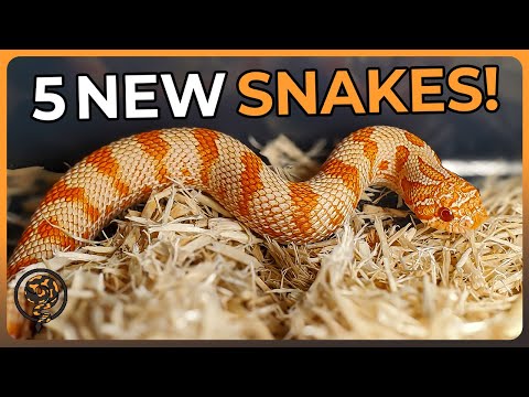 Our new collection of Ball Pythons, Hognose, and more!  (Tinley NARBC October 2023 Reptile Expo)