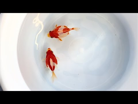 鯉煩'' Koi wazurai '' - YouTube