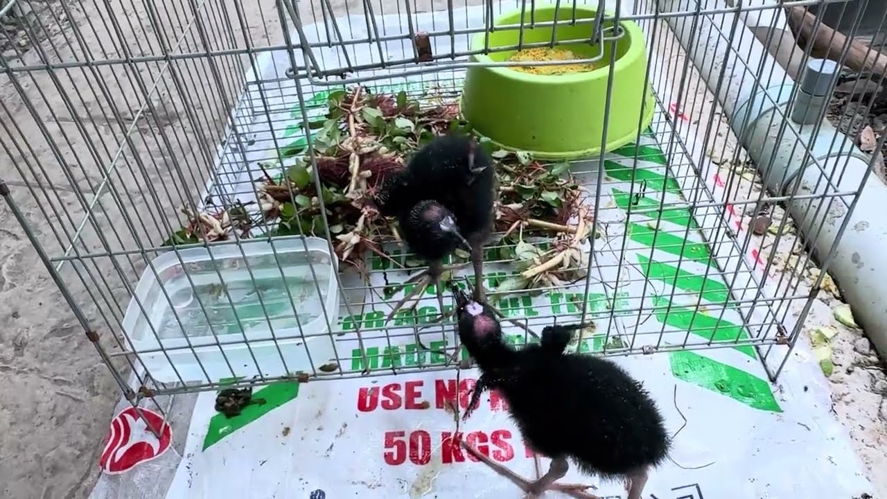 Hành trình nuôi ốc thất bại. Chuyển qua nuôi con khác 