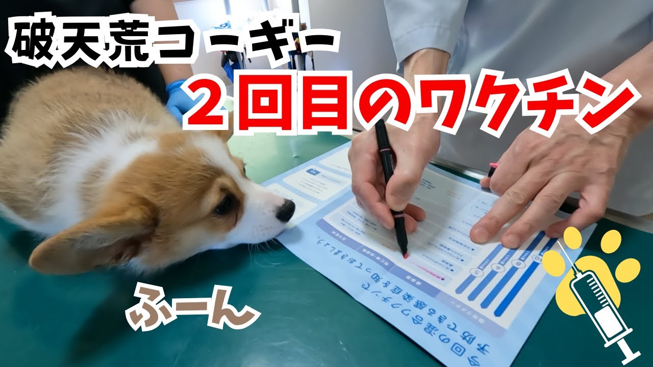 破天荒コーギーの２回目ワクチン