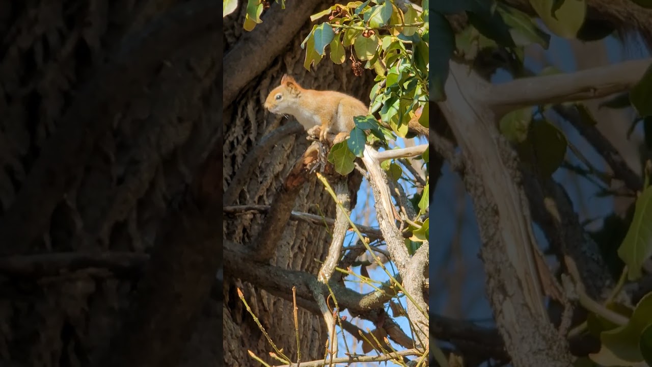 Irritated Red Squirrel Stomps and Scolds from Dying Old Tree | Massachusetts Nature Short