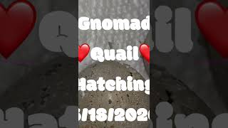 Check out the full video in the description!!! #birds #smallfarm #smallflock #quail