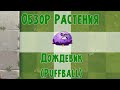 Обзор Дождевика (Puffball), растение из Plants vs Zombies 2