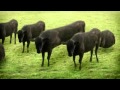 La danse des vaches  oh la vache