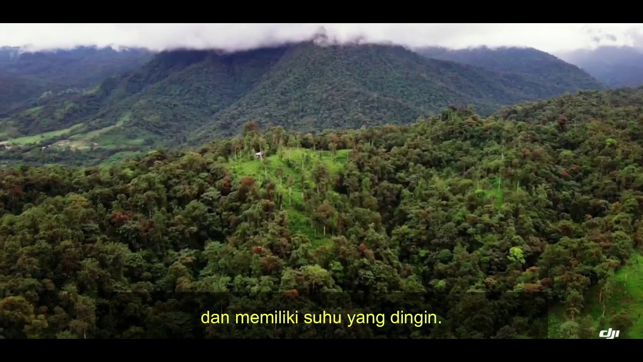 HUTAN HUJAN TROPIS TERBESAR DI DUNIA #ILHT # ...