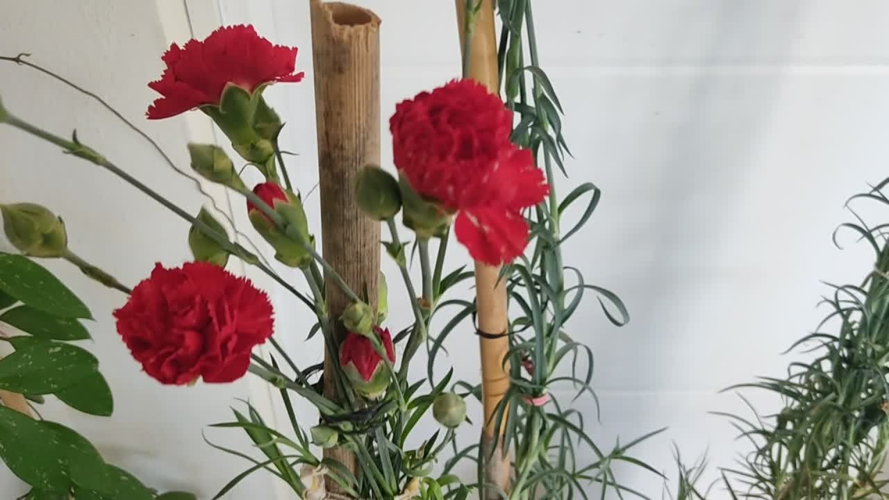 Karanfil Çiçeği Bakımı (Dianthus)