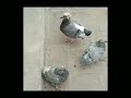 Racer pigeons for sale  world pigeon22